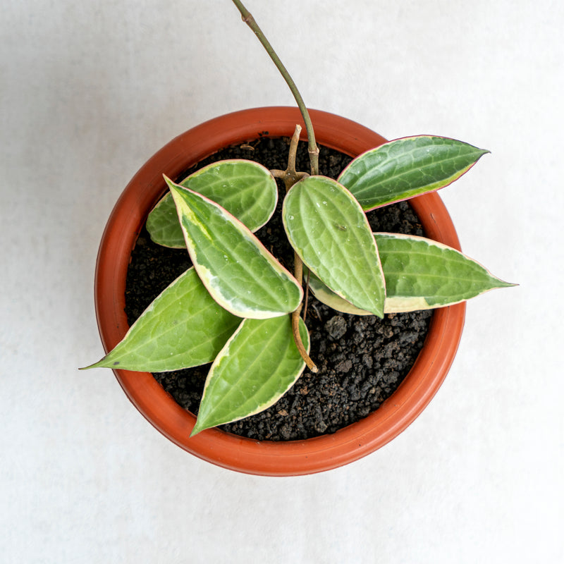 Hoya Macrophylla Variegated