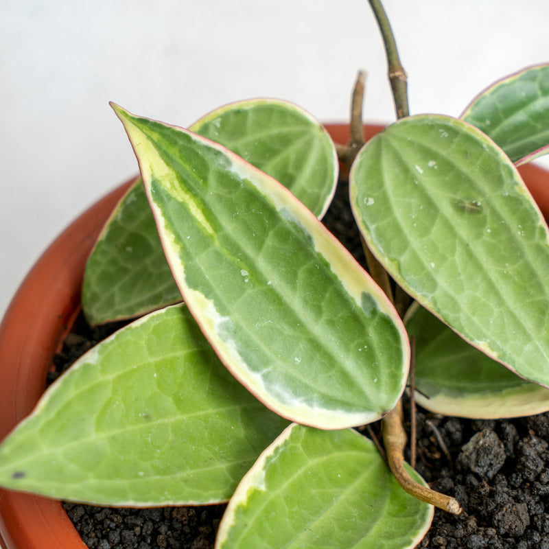 Hoya Macrophylla Variegated