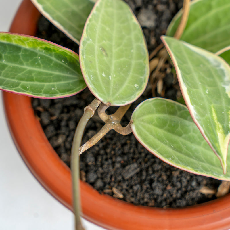 Hoya Macrophylla Variegated