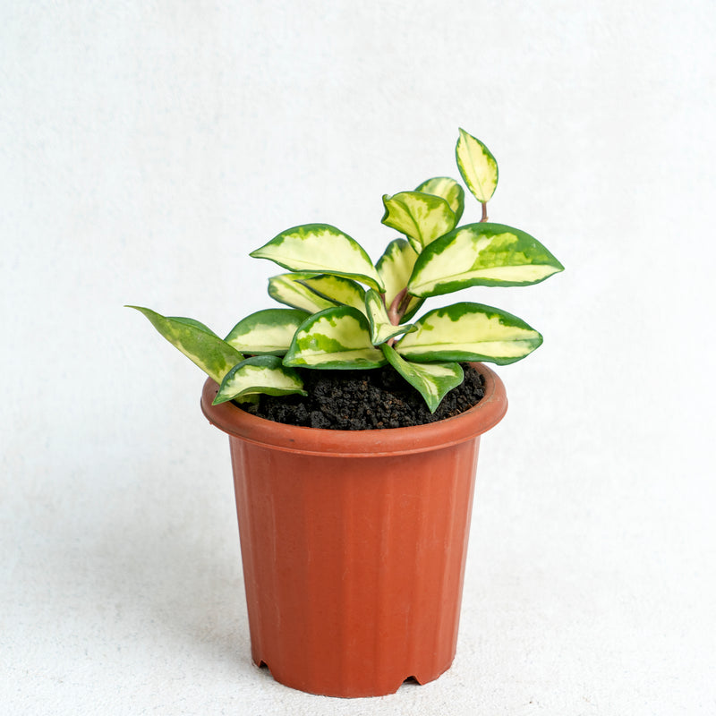 Hoya Carnosa Tricolor