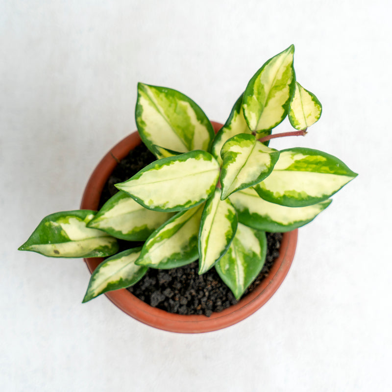 Hoya Carnosa Tricolor