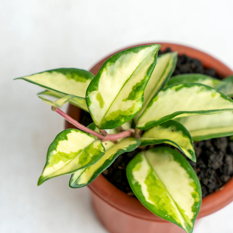 Hoya Carnosa Tricolor