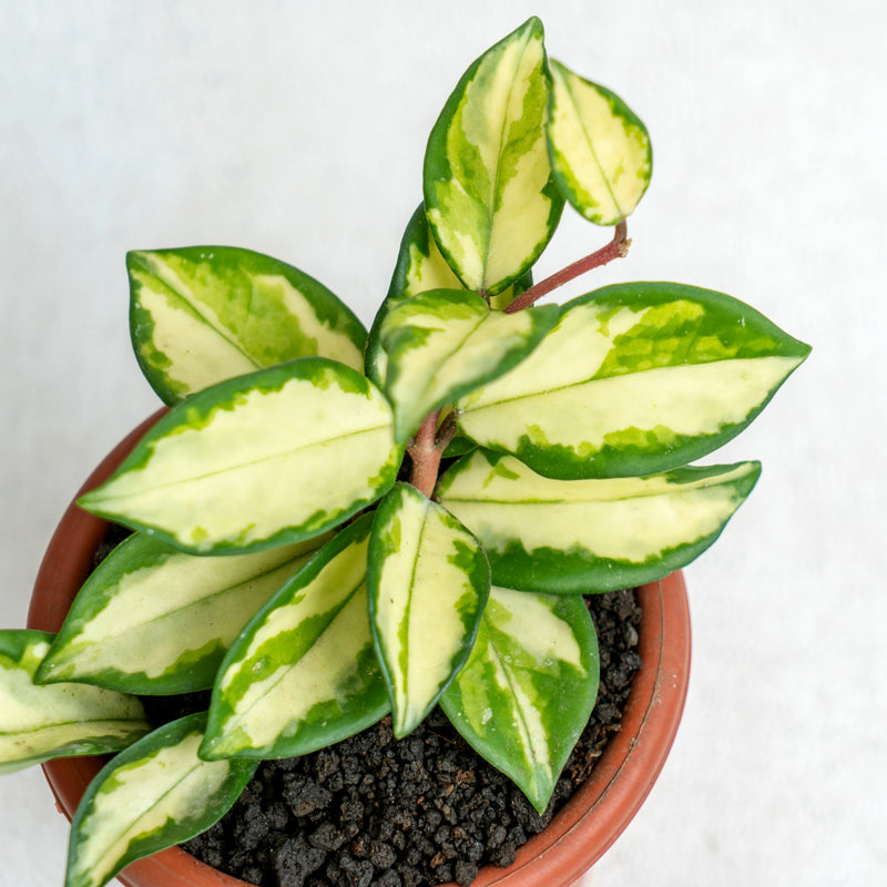 Hoya Carnosa Tricolor