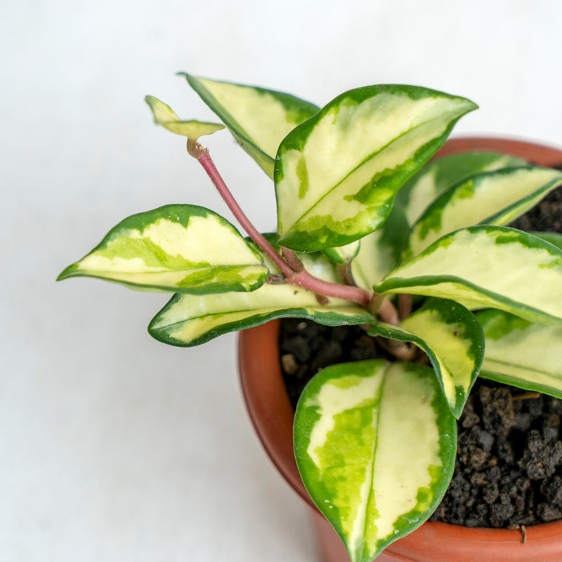 Hoya Carnosa Tricolor