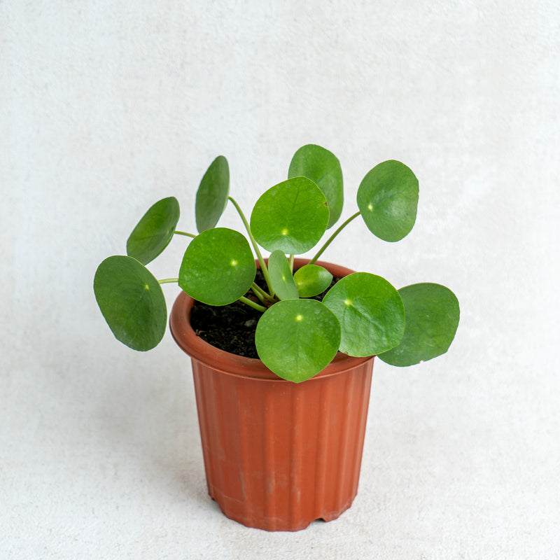 Pilea