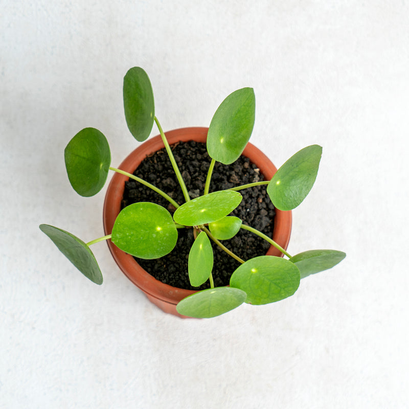 Pilea
