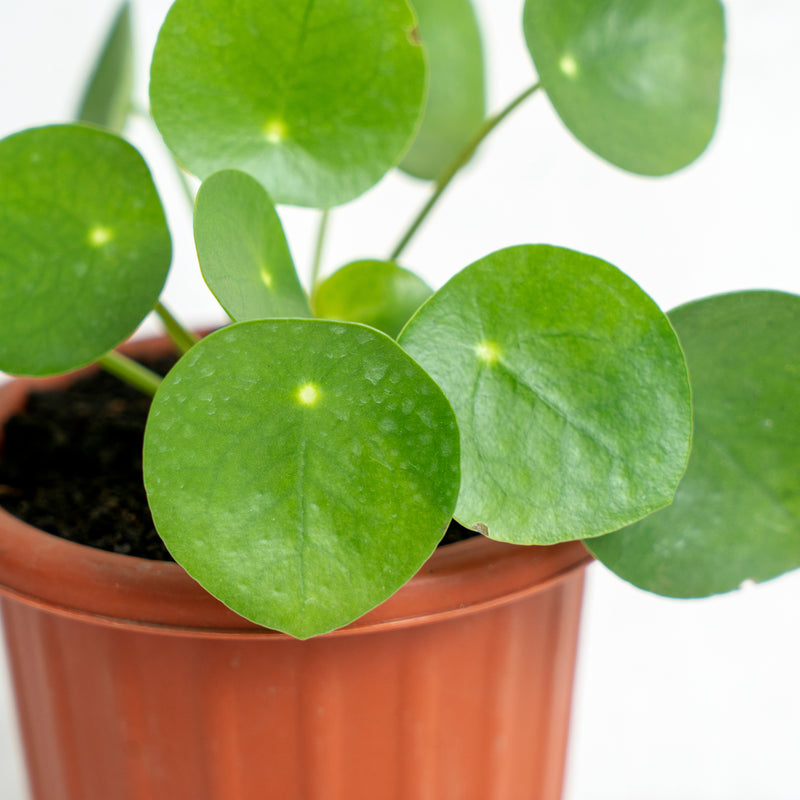 Pilea