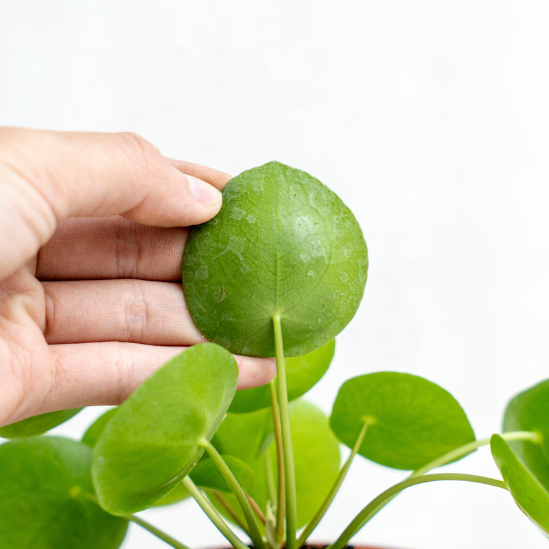 Pilea