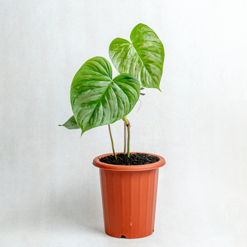 Philodendron Majestic (Sodiroi x Verrucosum)