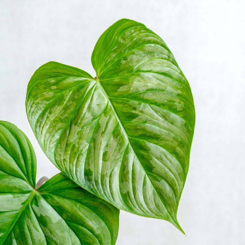 Philodendron Majestic (Sodiroi x Verrucosum)