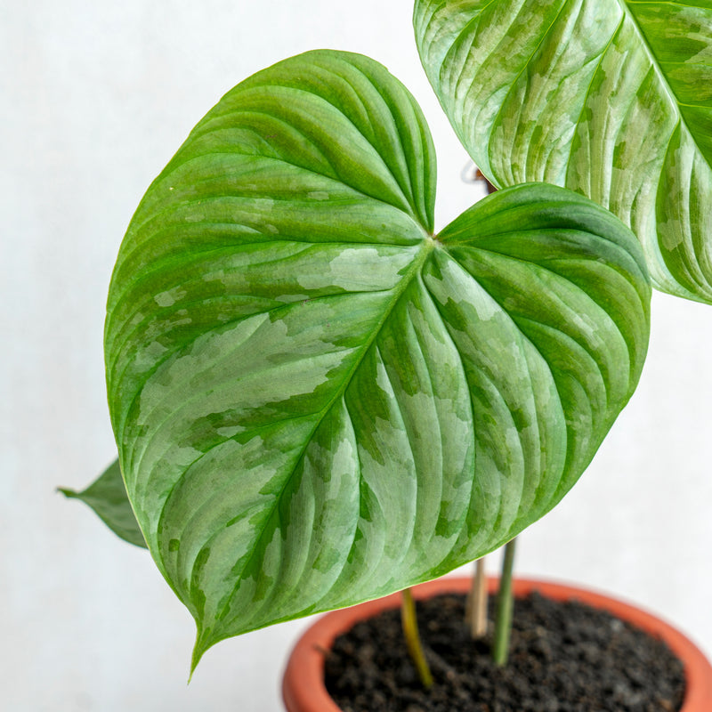 Philodendron Majestic (Sodiroi x Verrucosum)