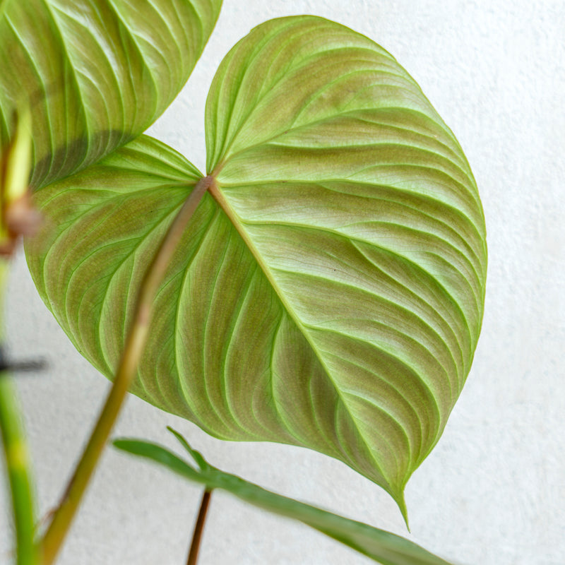 Philodendron Majestic (Sodiroi x Verrucosum)