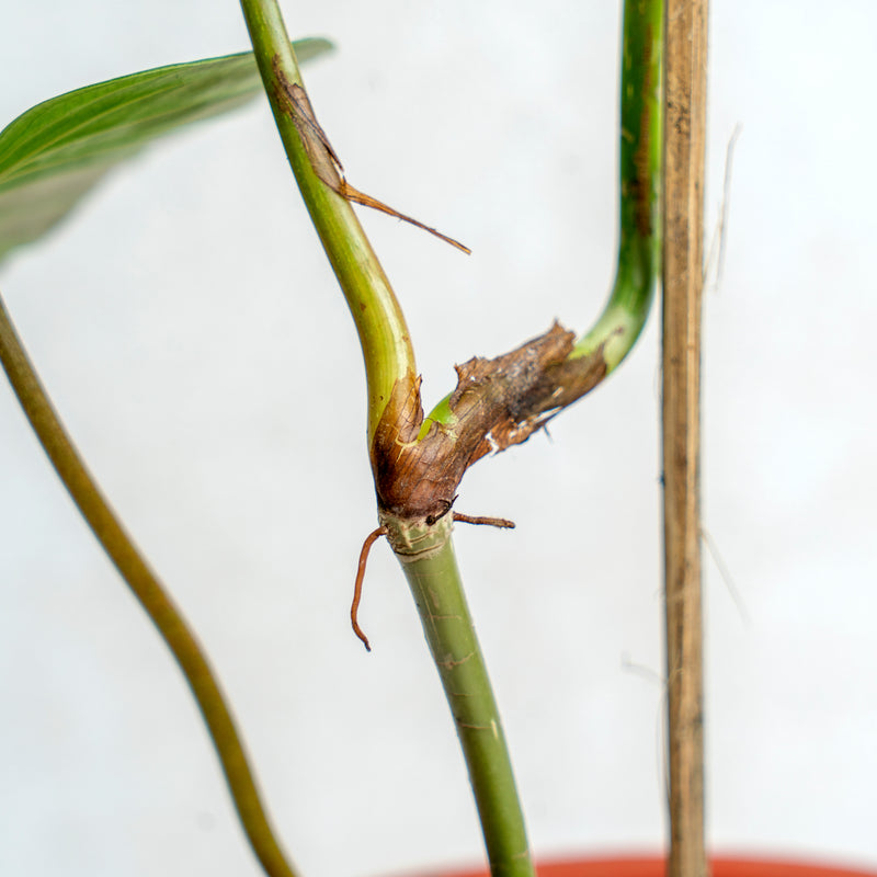 Philodendron Majestic (Sodiroi x Verrucosum)