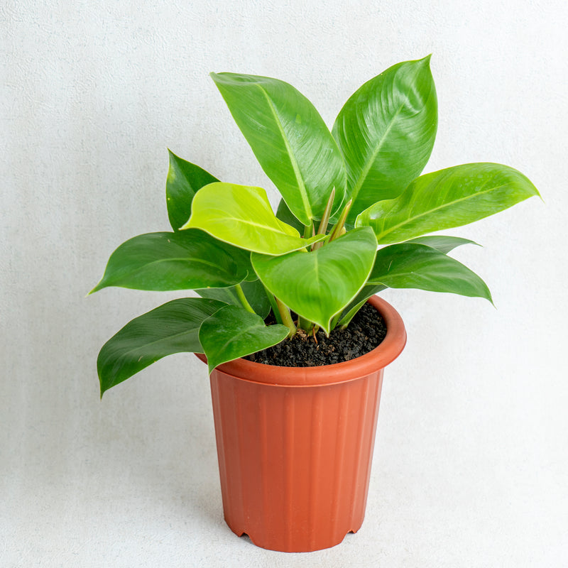 Philodendron Moonlight