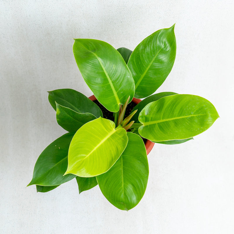 Philodendron Moonlight