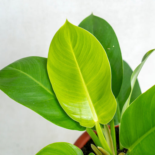 mature philodendron moonlight Philodendron Moonlight — Aroidasia