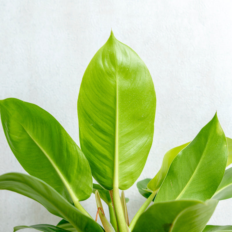 Philodendron Moonlight