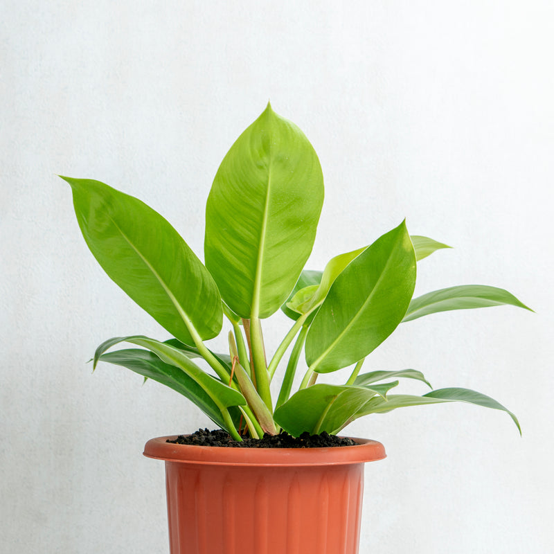 Philodendron Moonlight