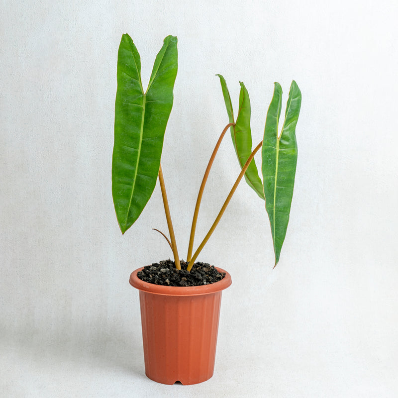 Philodendron Billiteae