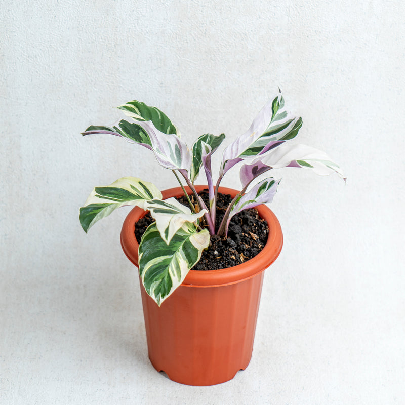 Calathea White Fushion