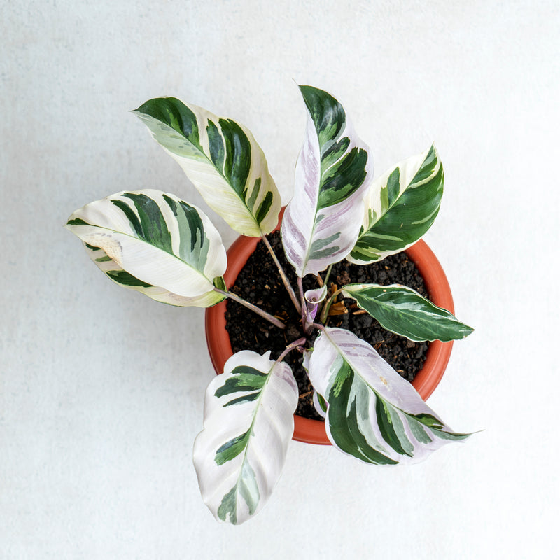 Calathea White Fushion
