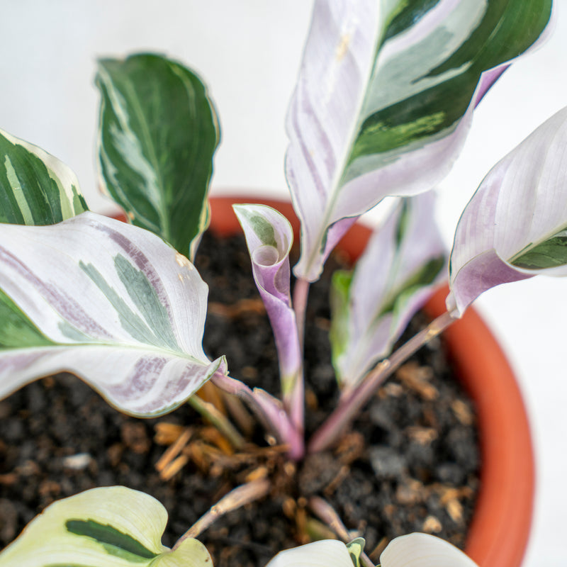 Calathea White Fushion