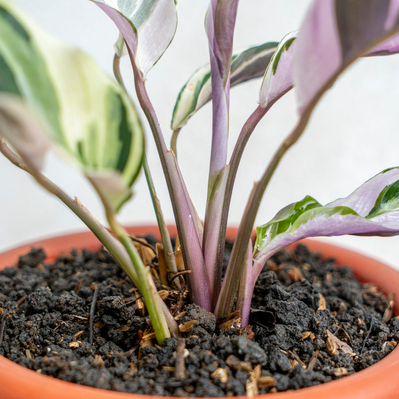 Calathea White Fushion