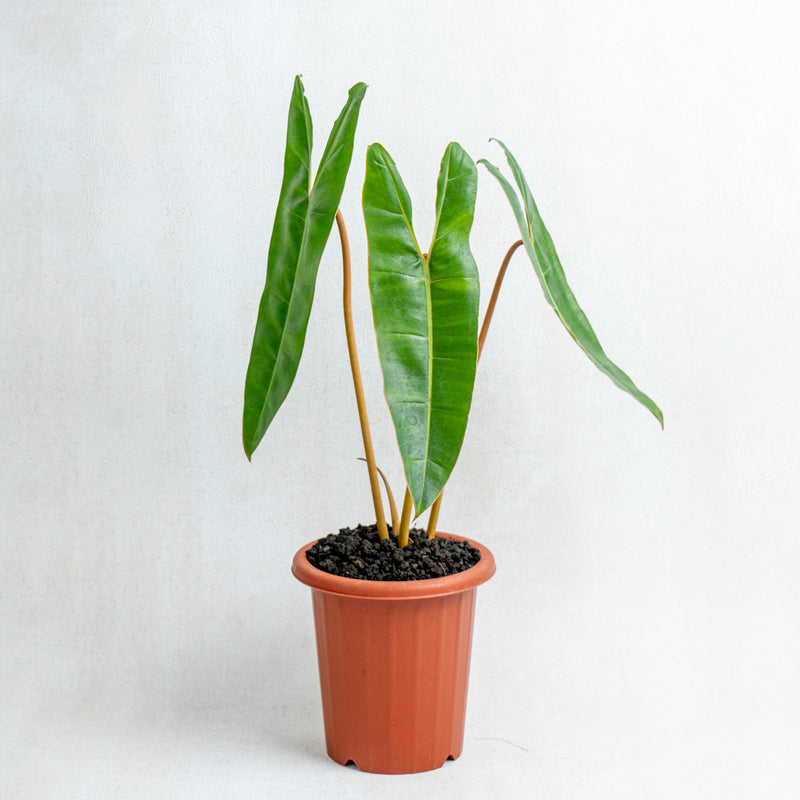 Philodendron Billiteae