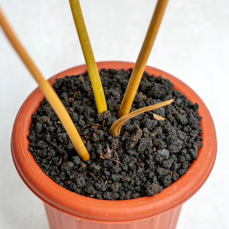 Philodendron Billiteae