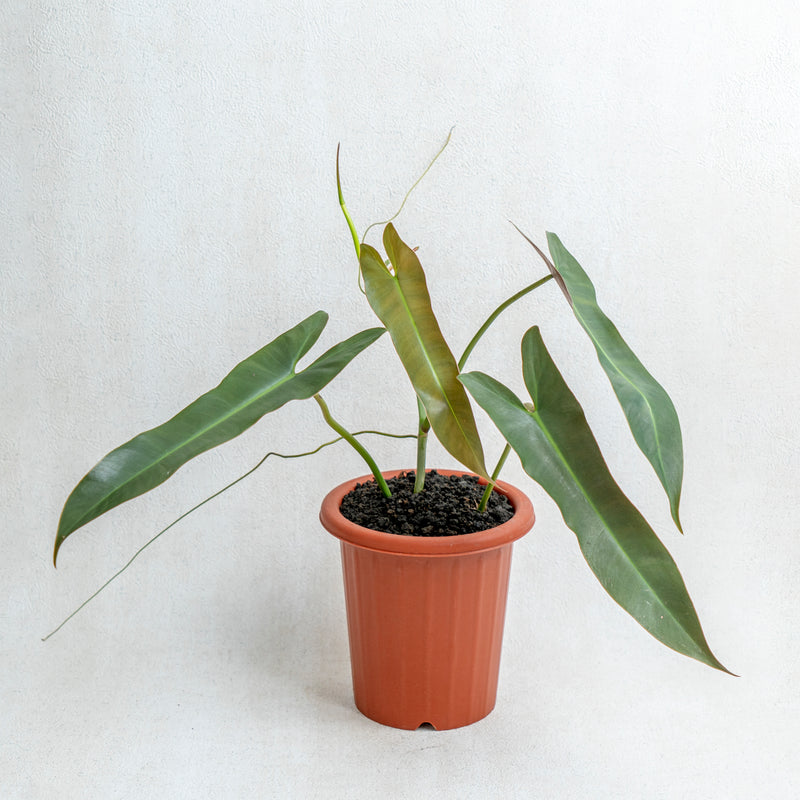 Philodendron Atabapoense