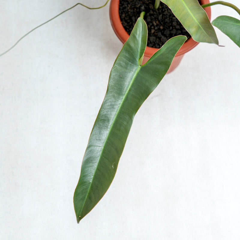 Philodendron Atabapoense