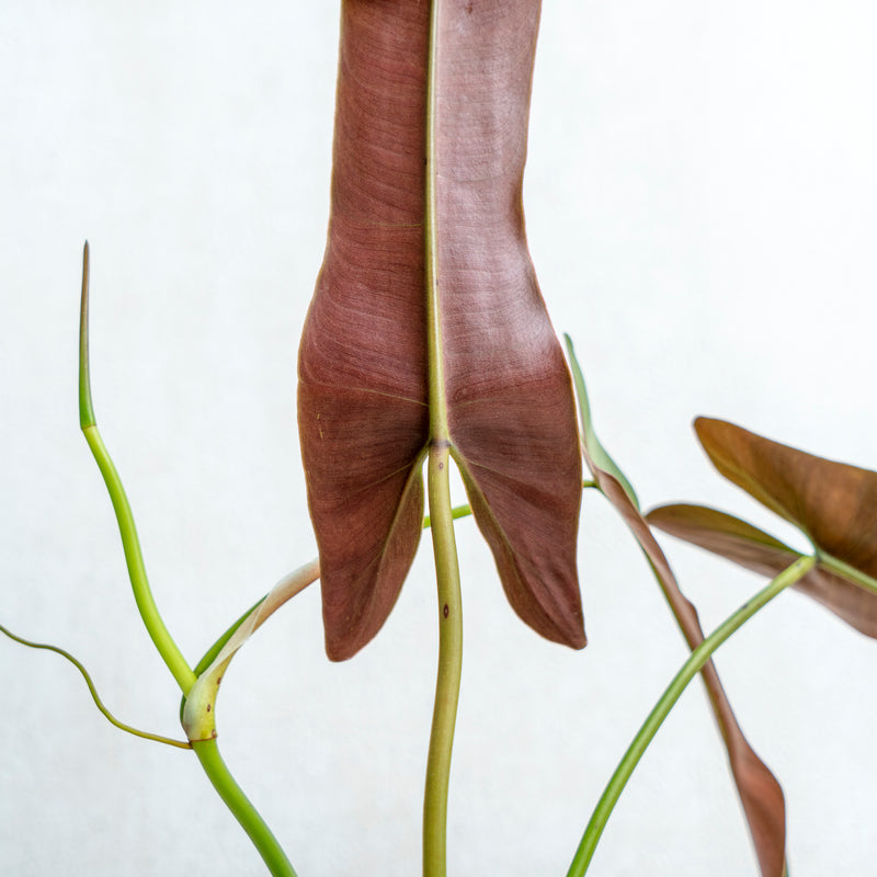 Philodendron Atabapoense