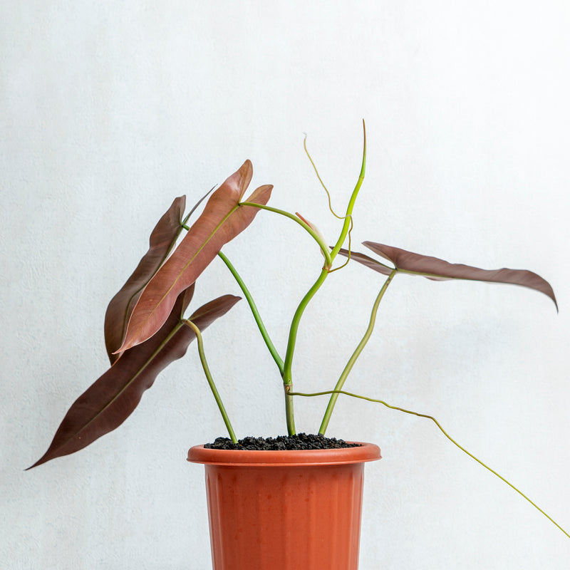 Philodendron Atabapoense