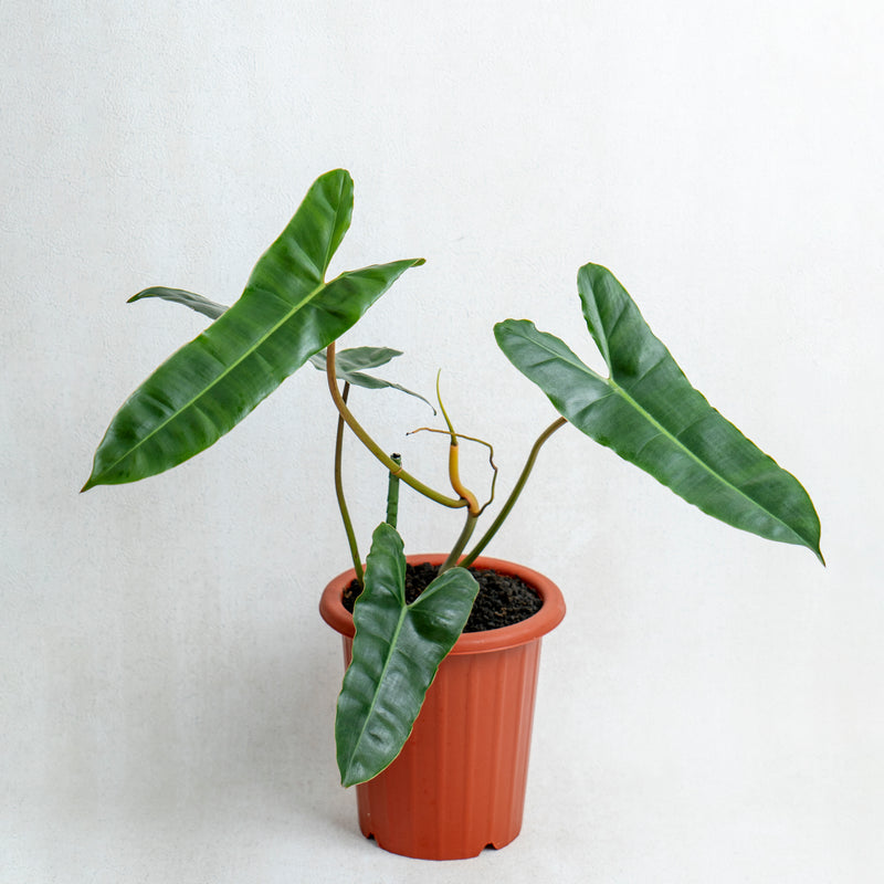 Philodendron Billiteae X Atabopoense