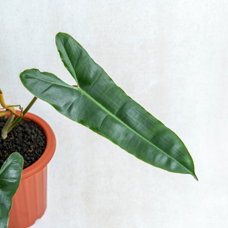 Philodendron Billiteae X Atabopoense