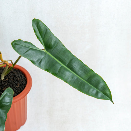 philodendron atabapoense x billietiae Philodendron Billiteae X Atabopoense — Aroidasia