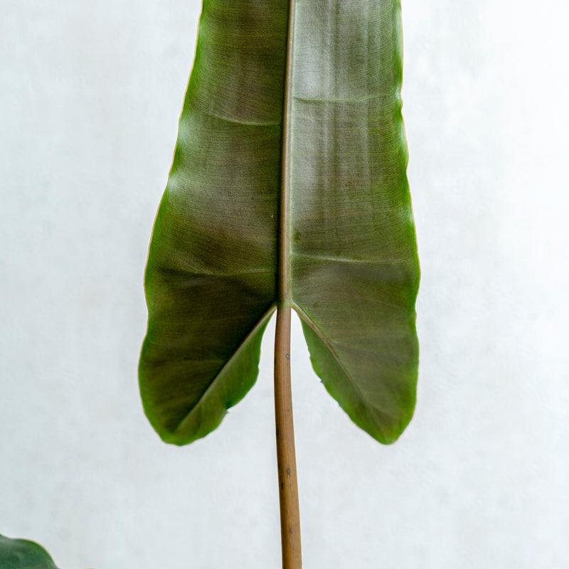 Philodendron Billiteae X Atabopoense