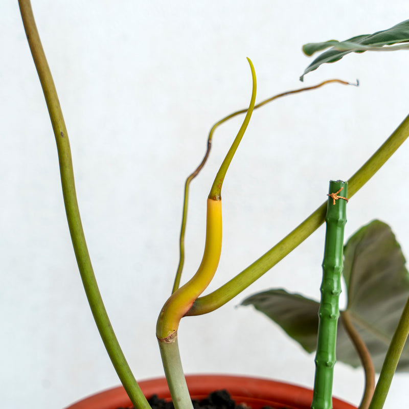 Philodendron Billiteae X Atabopoense