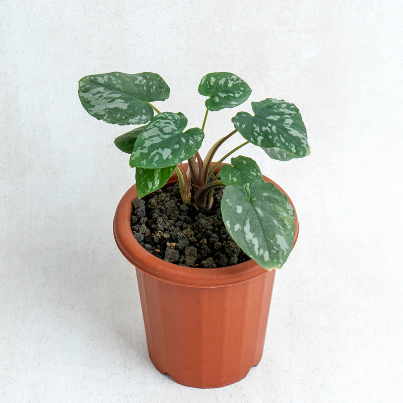 Homalomena Frog SP Sumatra