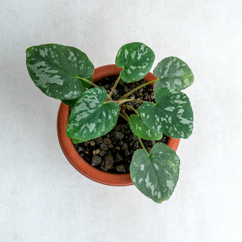 Homalomena Frog SP Sumatra