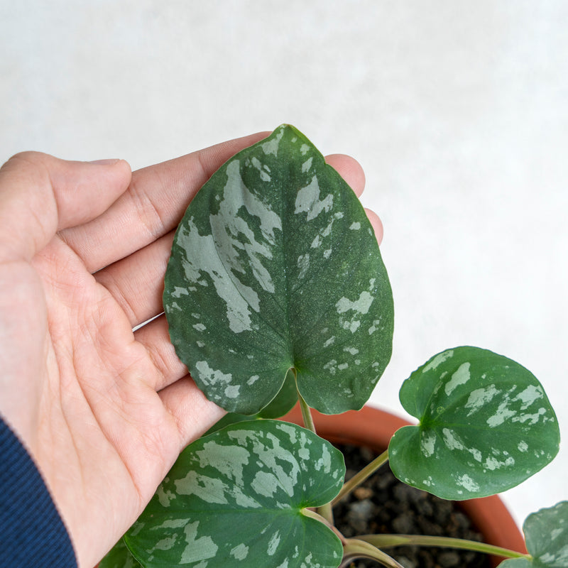 Homalomena Frog SP Sumatra