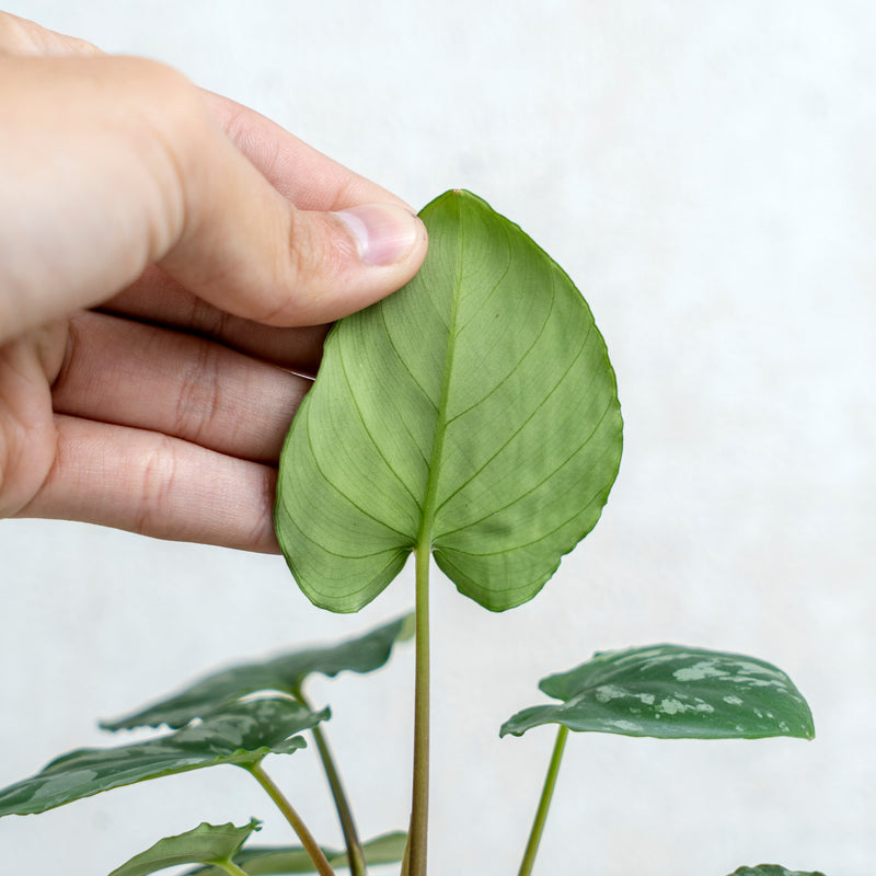 Homalomena Frog SP Sumatra