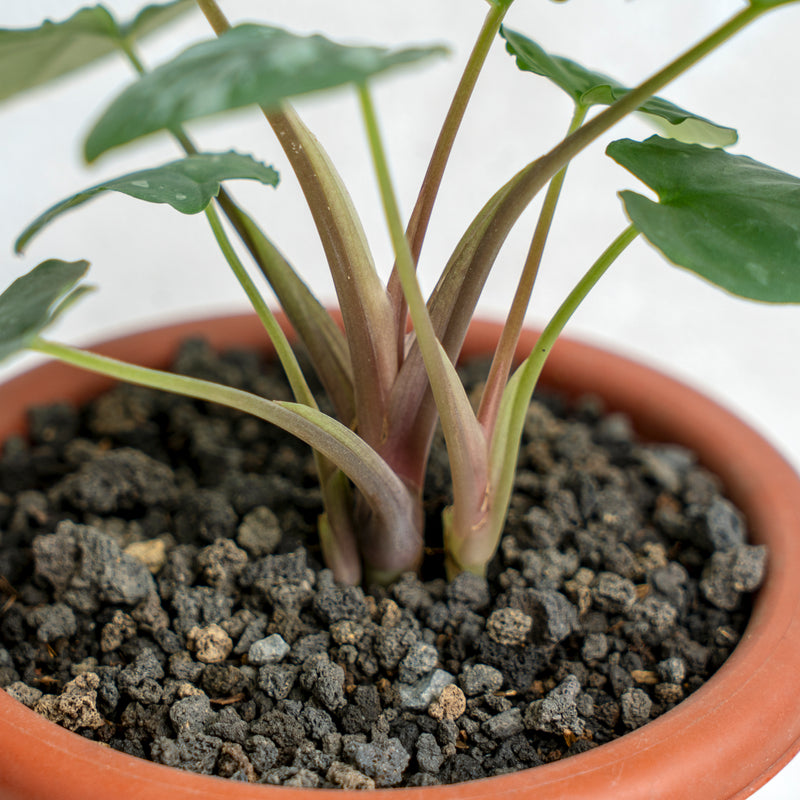 Homalomena Frog SP Sumatra