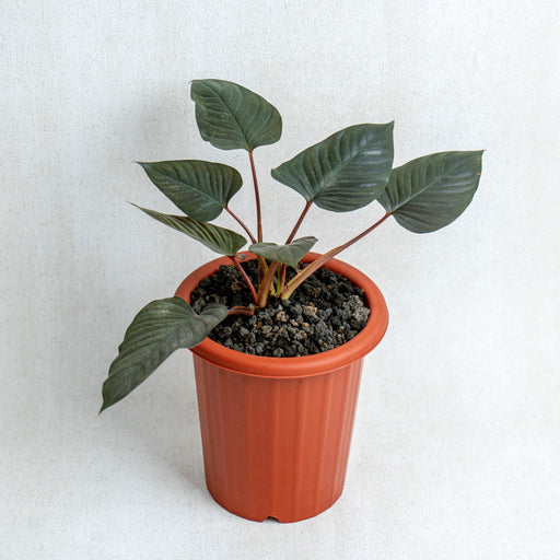 homalomena philodendron Homalomena Black — Aroidasia