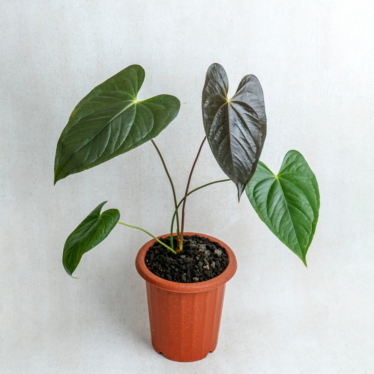 Anthurium Chamberlaini — Aroidasia