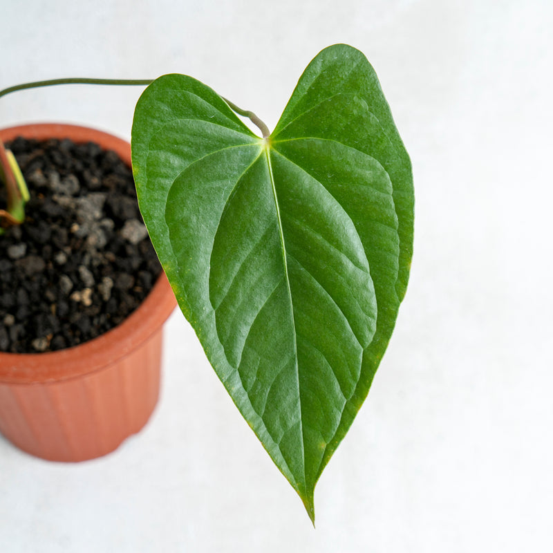 Anthurium Chamberlaini