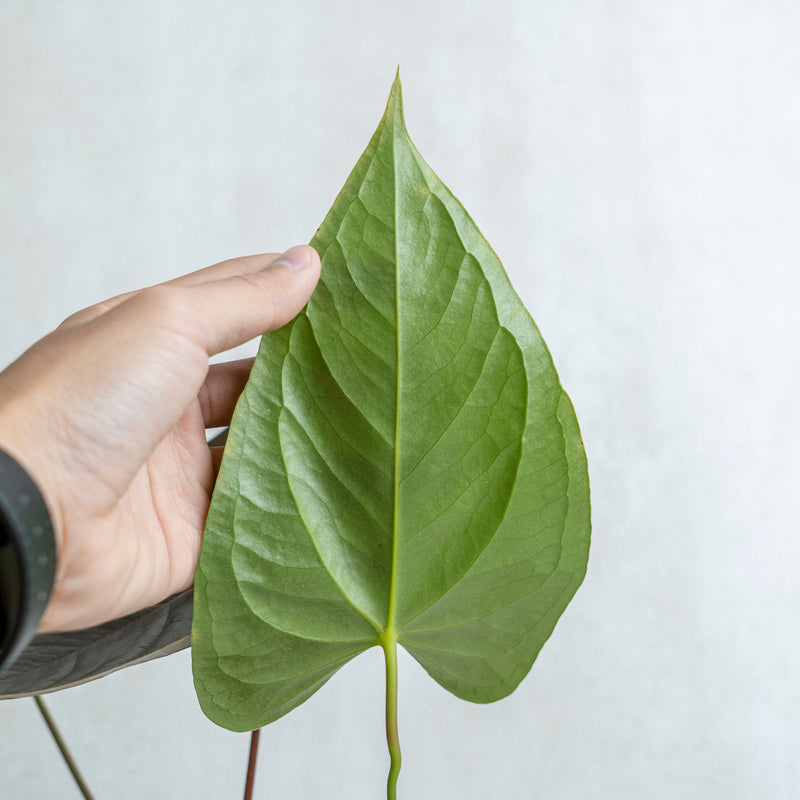 Anthurium Chamberlaini