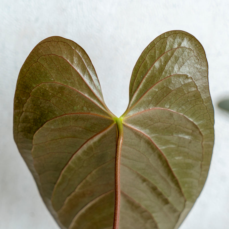 anthurium chamberlaini Anthurium Chamberlaini