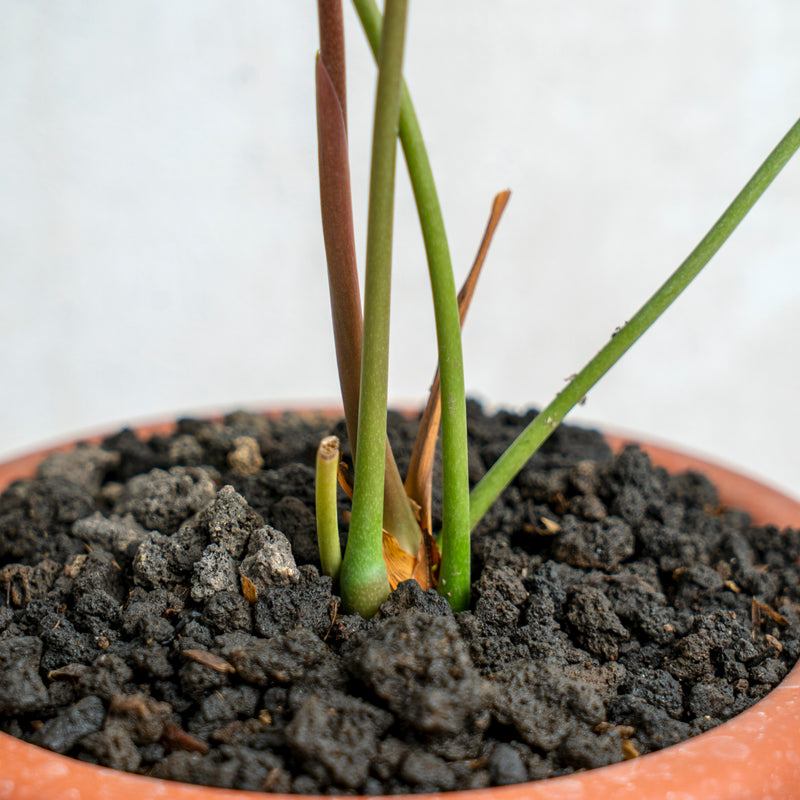 Anthurium Chamberlaini