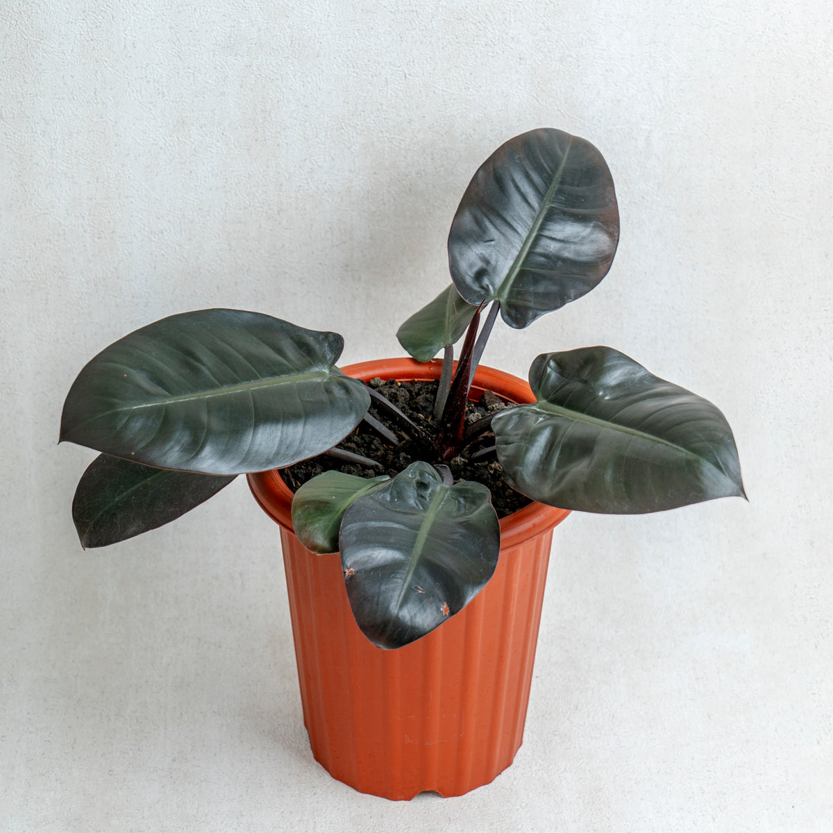 Philodendron Black Cardinal — Aroidasia